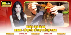 Thuốc Cho Gà Đá 68WIN - Bí Quyết Hỗ Trợ Thể Lực 2026