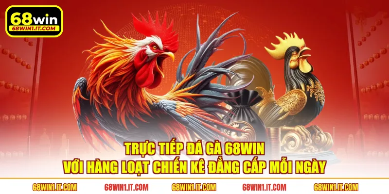 Trực tiếp đá gà 68WIN với hàng loạt chiến kê đẳng cấp mỗi ngày 
